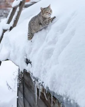 A spotted cat makes its way through snowdrifts on a roof covered with snow Stock Photos