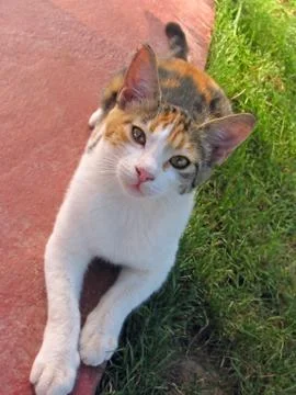 Spotted cat Stock Photos