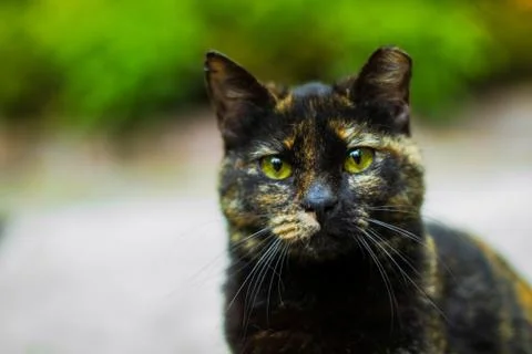 The spotted cat Stock Photos
