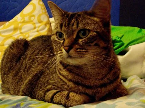 Spotted Cat Resting on Bed Stock Photos