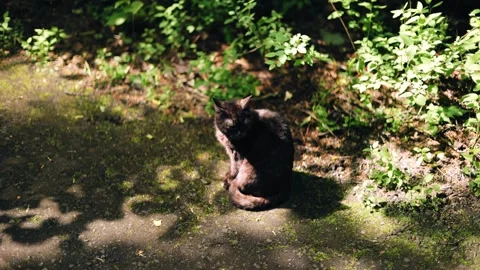 A spotted cat sits on a path illuminated by the sun and turns its head Stock Footage 337310906