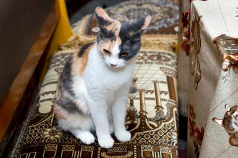 Spotted cat sitting in the kitchen corner Stock Photos