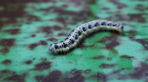 Spotted Caterpillar Crawling On Green Surface Stock Footage 67754181