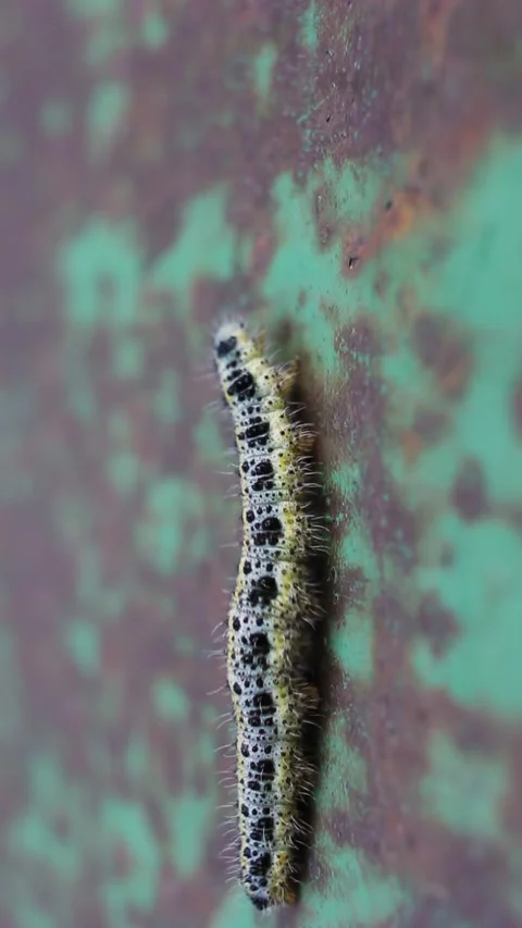Spotted Caterpillar Crawling On Green Surface. Vertical video. Stock Footage 269316588