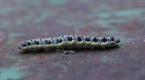 Spotted Caterpillar Walking Stock Footage