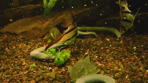 A spotted Catfish feeding Stock-Footage 244344635
