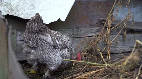 Spotted chicken digs in a compost heap close-up Stock Footage 232649210