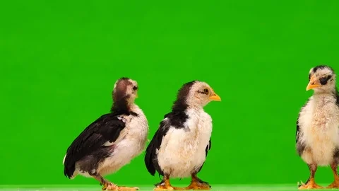 Spotted chickens on a green screen. Stock Footage 121443513
