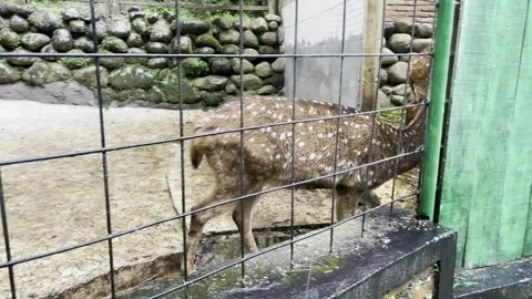 Spotted Chital Deer Walking Behind Fence in a Zoo Enclosure Stock Footage 336228861
