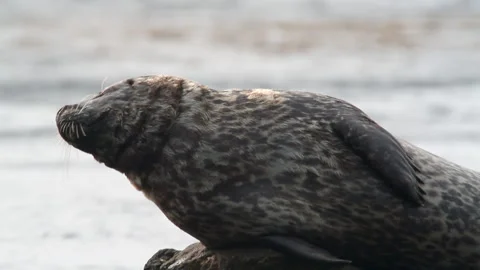 Spotted common seal posing for camera and showing off her lovely tummy. Stock Footage 231597067