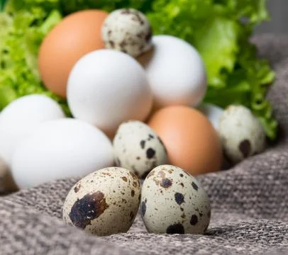 Spotted a couple quail eggs Stock Photos
