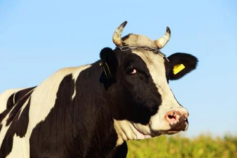 The spotted cow Stock Photos