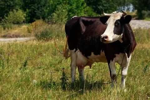 The spotted cow Stockfoto's