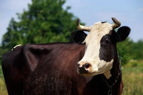 The spotted cow 库存照片