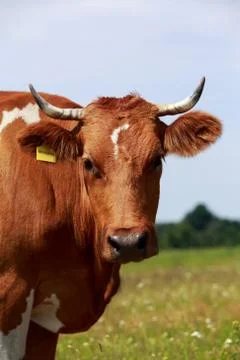 The spotted cow Stock Photos