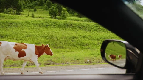 Spotted cows are walking along the road Stock Footage 246580812