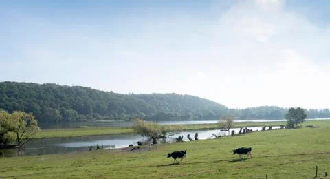 Spotted cows in beautiful moring light in floodplanes of river Rhine opposite Stock Photos