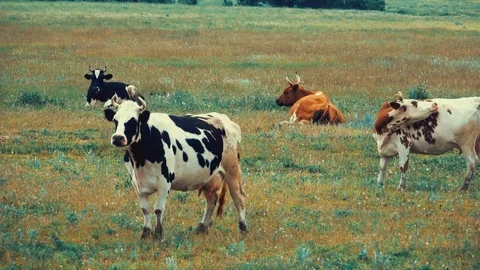 Spotted cows graze in the meadow Stock Footage 120120826
