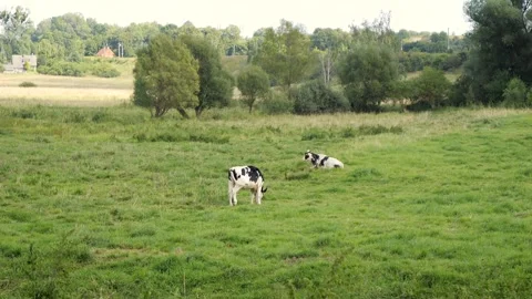 Spotted Cows Grazing Across a Wide Rural Meadow Stock Footage 345087071