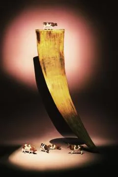 Spotted cows Stock Photos