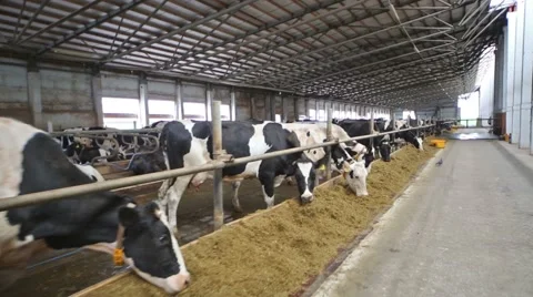 The spotted cows in stable eating straw through fences. Video stock 45306212
