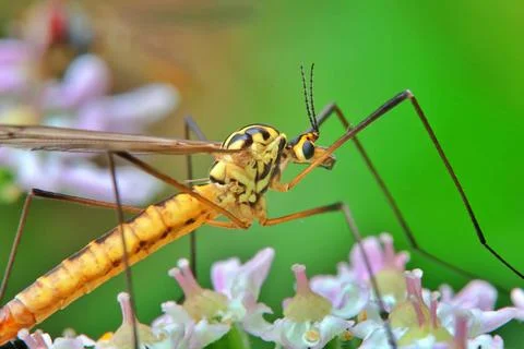 Spotted crane fly 库存照片