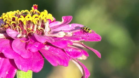 Spotted Cucumber Beetle on Flower Video stock 55841328