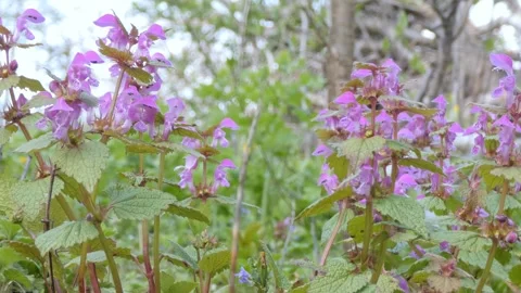 Spotted dead-nettle flowers in a light breeze in a garden Stock Footage 248842565