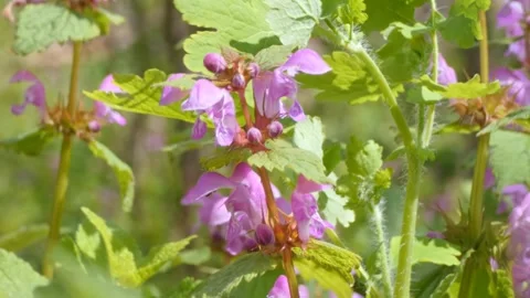 Spotted dead-nettle flowers in a light breeze in a garden Stock Footage 248842883
