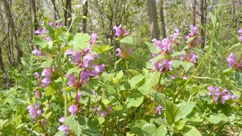Spotted dead-nettle flowers in a light breeze in a garden Stock Footage 248843075