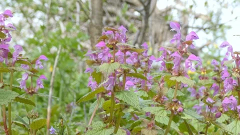Spotted dead-nettle flowers in a light breeze in a garden Stock Footage 248843312