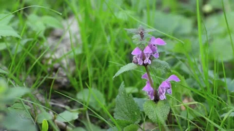 Spotted dead nettle (Lamium maculatum) Video stock 12678467