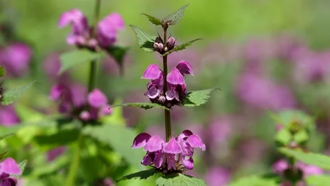 Spotted dead-nettle or purple dragon flowers, Lamium maculatum Stock Footage 153548429