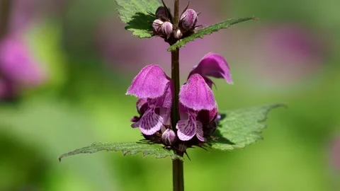 Spotted dead-nettle or purple dragon flowers, Lamium maculatum Stock Footage 153671413