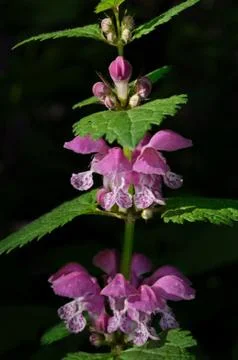 Spotted dead nettle Foto stock