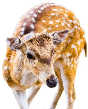 Spotted deer against a white background. Stock Photos
