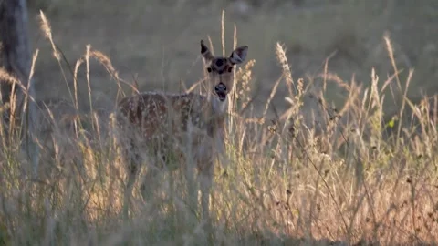 Spotted deer in the amazing evening light in Pench national park Stock Footage 297465977