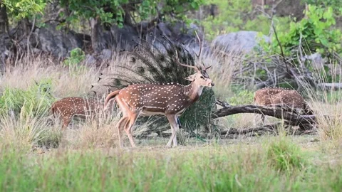 Spotted deer and peacocks in one location in Pench national park Stock Footage 277935739