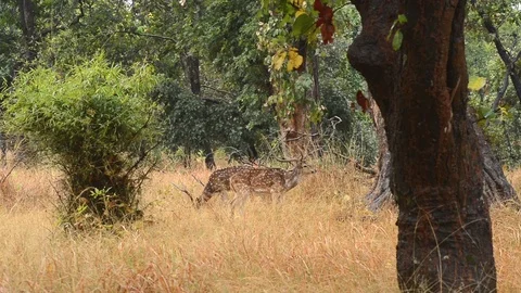 Spotted deer (Axis axis) National Park, India Video stock 87269753