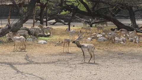 Spotted deer (Axis axis) New Delhi Zoo, India Video stock 90313731