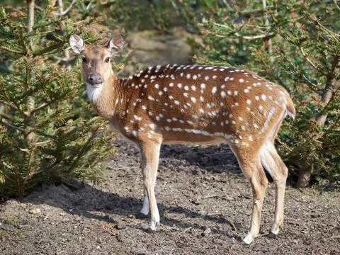 Spotted deer (Axis axis) Foto stock