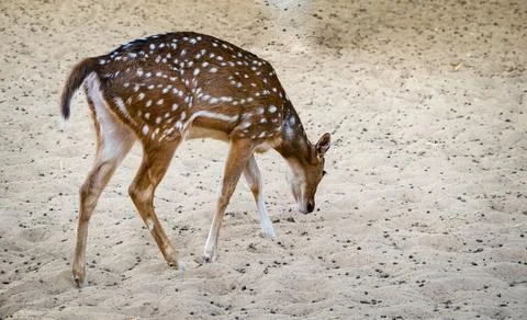 A spotted deer Axis Axis walking on the desert sand alone looking for food. Stock Photos