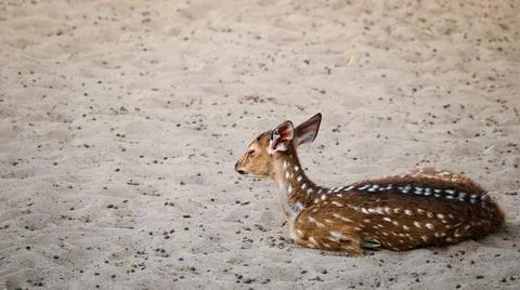 A spotted deer Axis Axis walking on the desert sand alone looking for food. Stock Photos