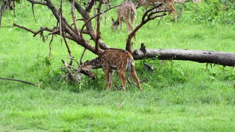 Spotted deer breaks a tree branch with the antlers in Bandipur national park Stock Footage 295180649