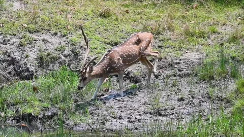 Spotted deer with a broken antler dringking water in Bandhavgarh national park Stock Footage 276690128
