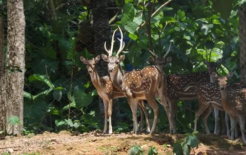 Spotted deer in a cage. 写真素材