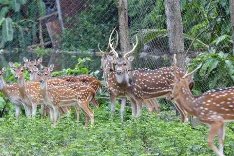 Spotted deer in a cage. Photos