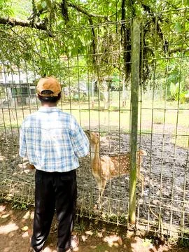 Spotted Deer in a Captive Habitat Stock Photos