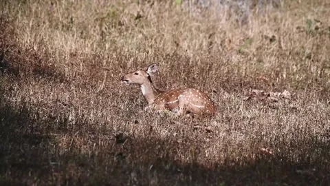 Spotted deer chewing away at the grass of Kanha national park Stock Footage 299895726