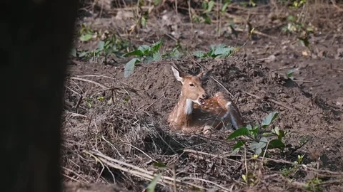 Spotted deer chewing on food while sitting in in Corbett national park Stock Footage 340514884